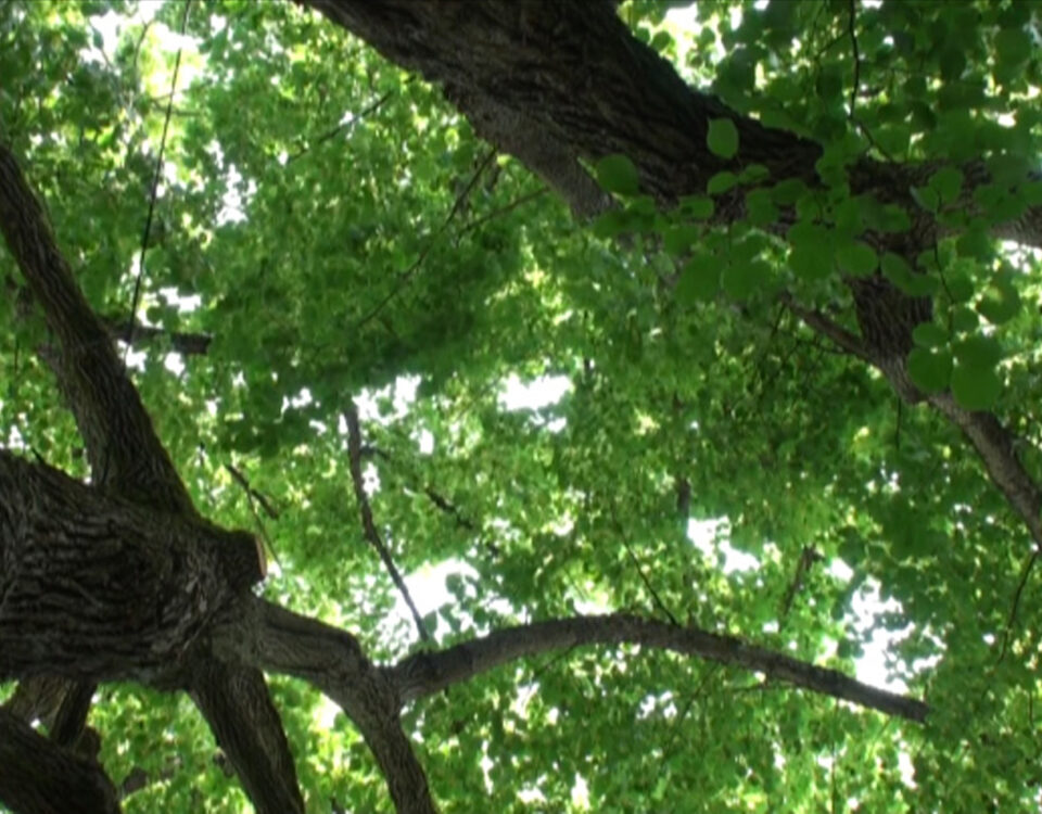 Gertrud Riethmüller, Visual Artist installation, video, sound, performances. „Aus der Cloud einer Linde“, 8 Kanal Klang+VideoInstallation, Nachtspeicher 23 , Hamburg