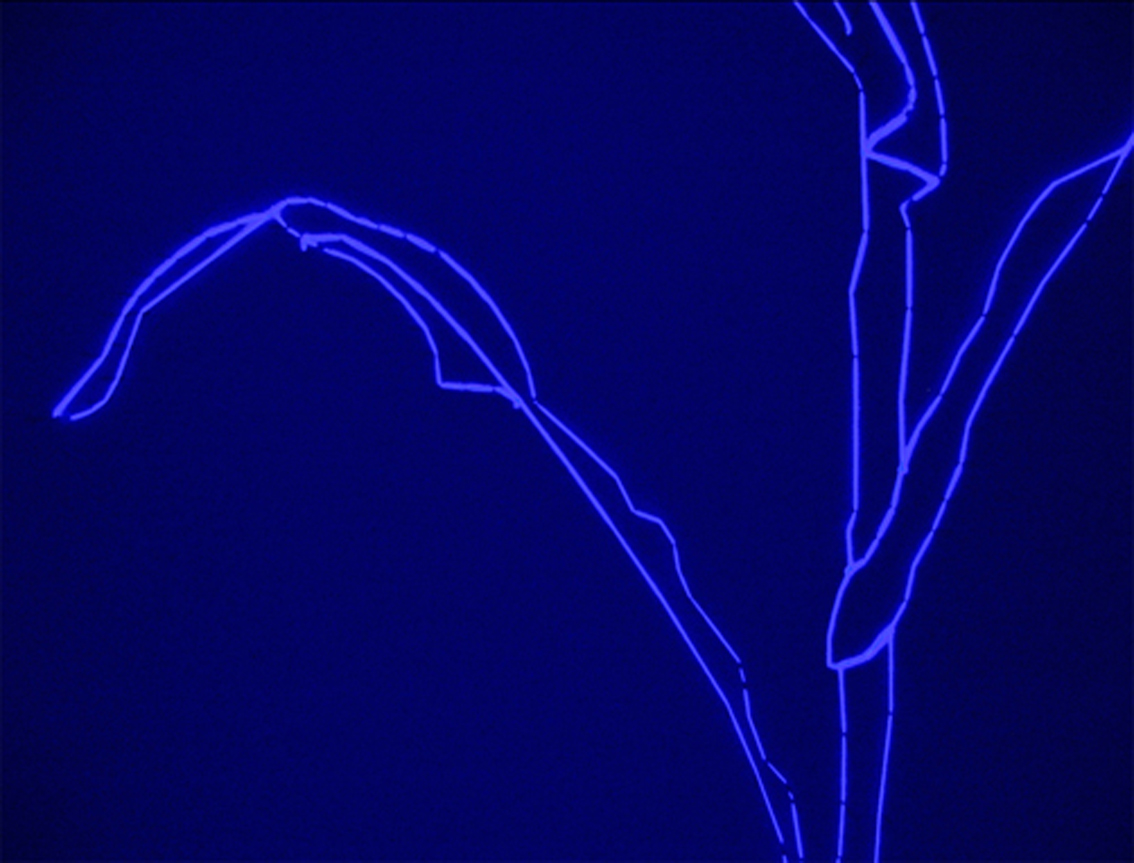 Gertrud Riethmüller, Visual Artist installation, video, sound, performances, Feld-2005