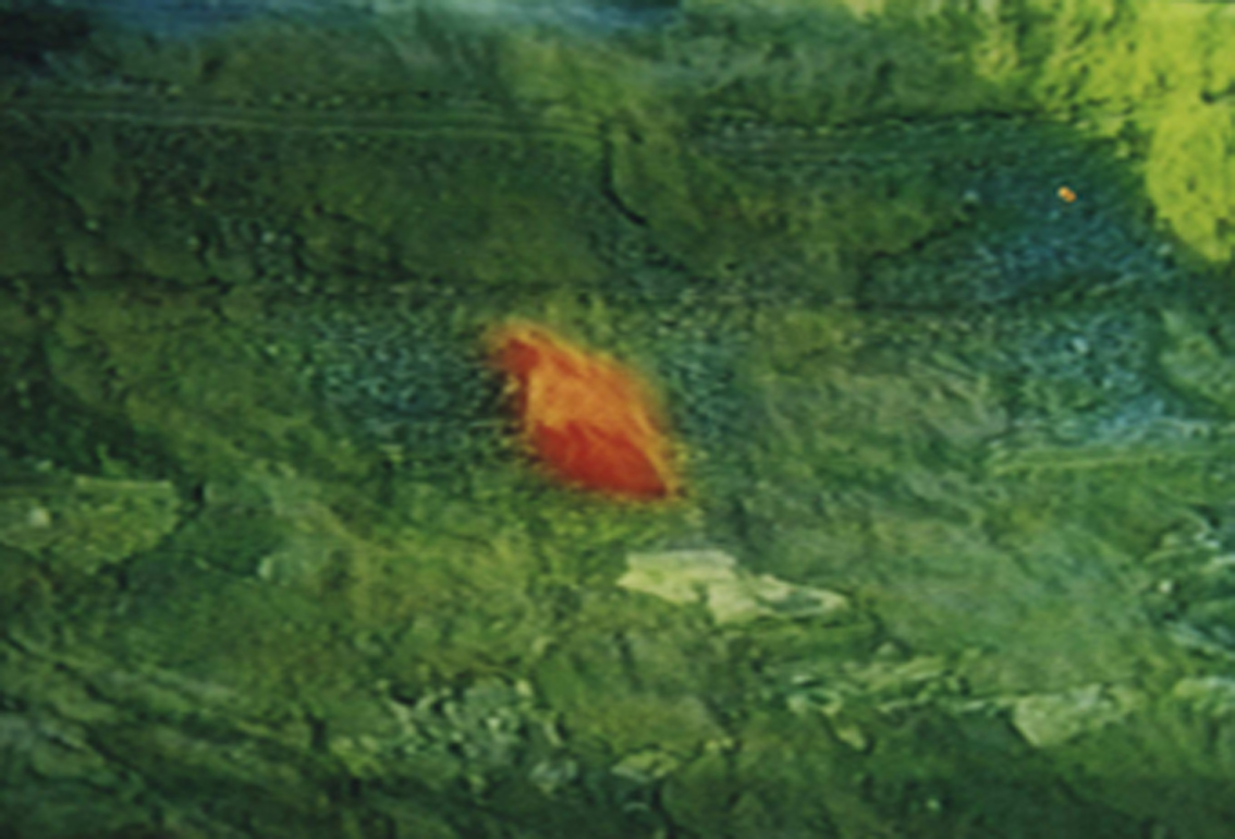 Gertrud Riethmüller, Visual Artist installation, video, sound, performances, dura mater, 2000